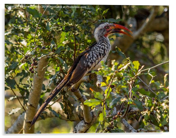 Red Billed Hornbill Acrylic by colin chalkley