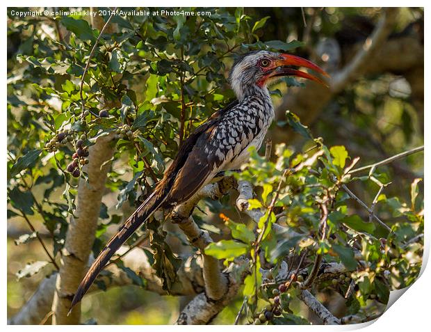 Red Billed Hornbill Print by colin chalkley