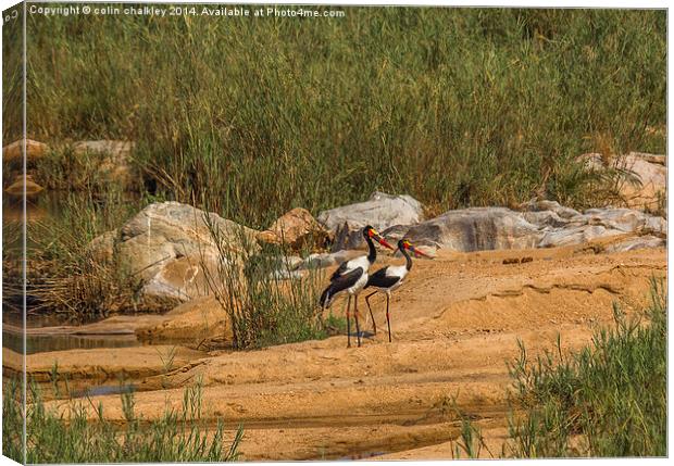 A pair of Saddle-Billed Storks Canvas Print by colin chalkley