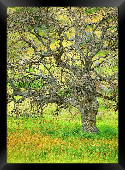 Wildflowers Under Oak Tree Framed Print by Ram Vasudev