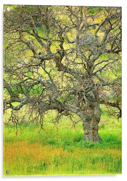 Wildflowers Under Oak Tree Acrylic by Ram Vasudev