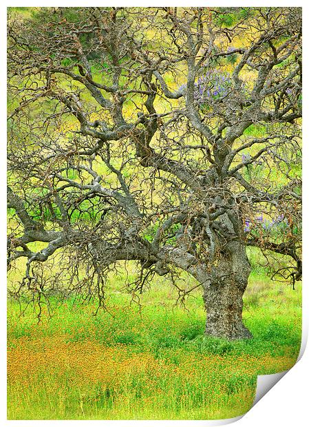 Wildflowers Under Oak Tree Print by Ram Vasudev