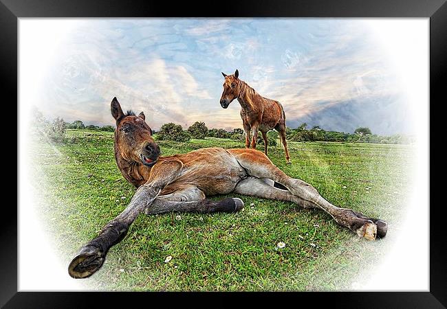 New Forest Mother and Foal by JCstudios Framed Print by JC studios LRPS ARPS