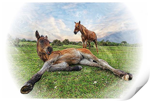 New Forest Mother and Foal by JCstudios Print by JC studios LRPS ARPS