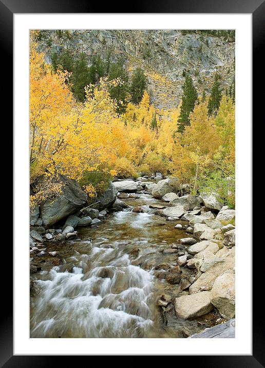 Autumn Colours and Rushing Stream - Eastern Sierra Framed Mounted Print by Ram Vasudev