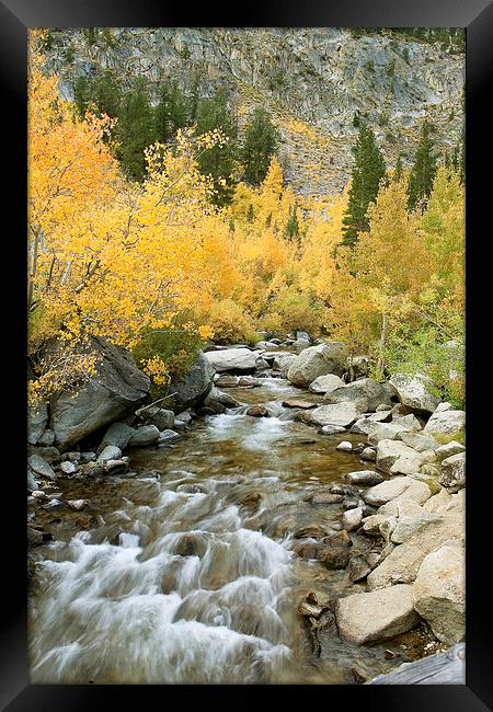 Autumn Colours and Rushing Stream - Eastern Sierra Framed Print by Ram Vasudev