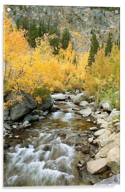 Autumn Colours and Rushing Stream - Eastern Sierra Acrylic by Ram Vasudev