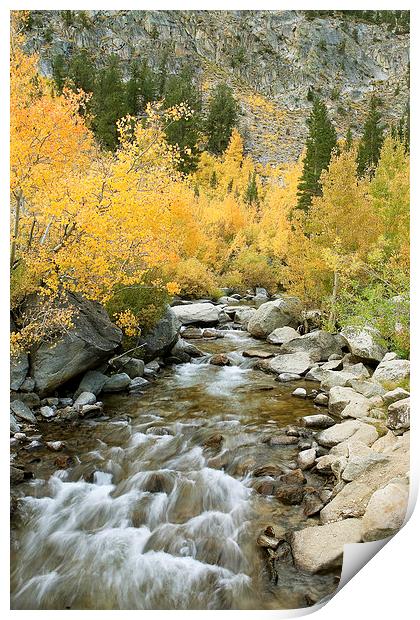 Autumn Colours and Rushing Stream - Eastern Sierra Print by Ram Vasudev