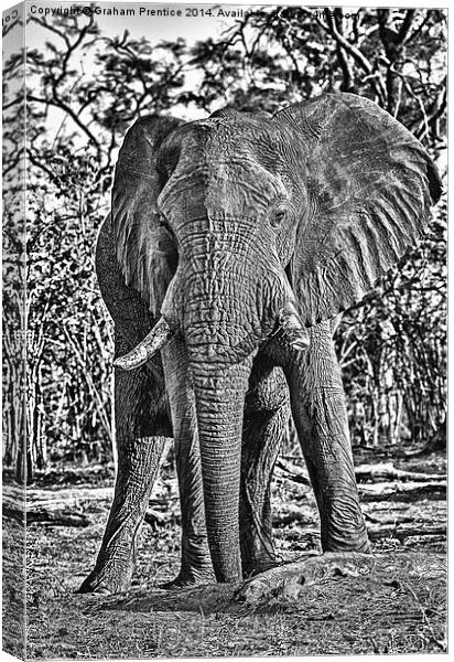 Bull African Elephant Canvas Print by Graham Prentice