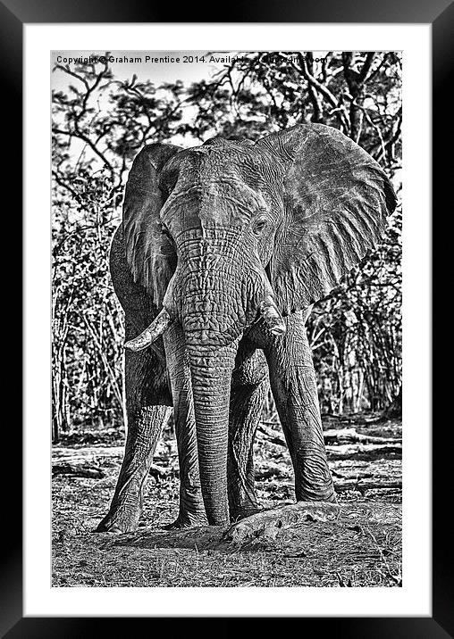 Bull African Elephant Framed Mounted Print by Graham Prentice