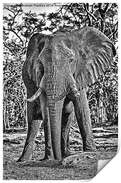 Bull African Elephant Print by Graham Prentice