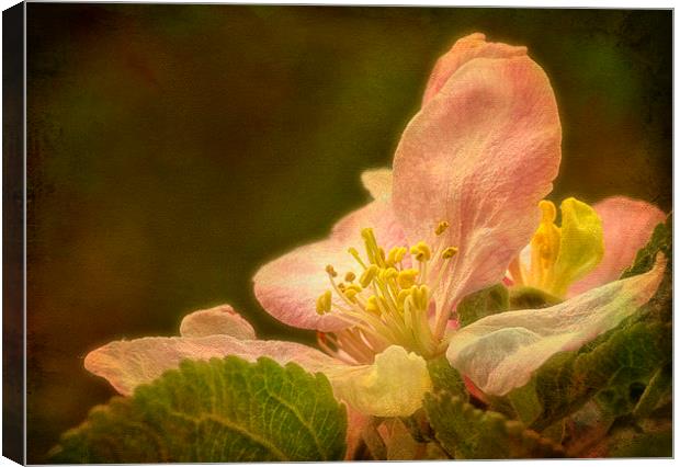 Delicate Beauty of Apple Blossom. Canvas Print by Robert Murray