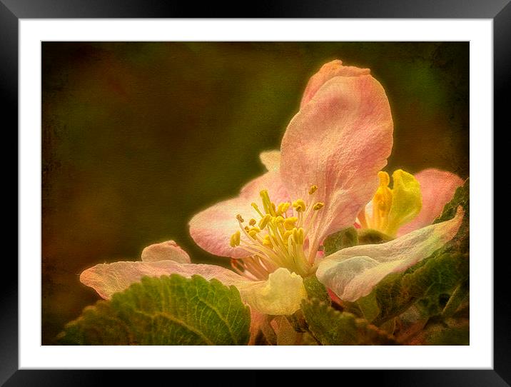 Delicate Beauty of Apple Blossom. Framed Mounted Print by Robert Murray