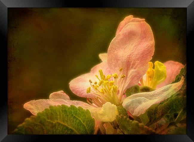 Delicate Beauty of Apple Blossom. Framed Print by Robert Murray
