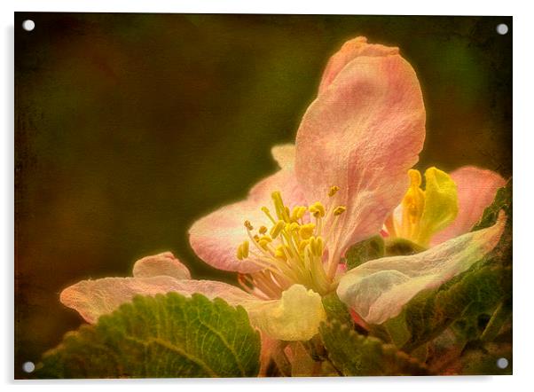Delicate Beauty of Apple Blossom. Acrylic by Robert Murray