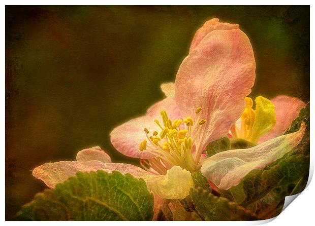 Delicate Beauty of Apple Blossom. Print by Robert Murray