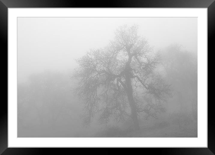 Ghostly Oak in Fog Central California B&W Framed Mounted Print by Ram Vasudev