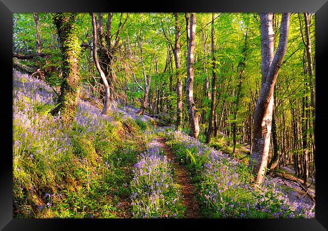 Path through the Bluebell Woods Framed Print by Rosie Spooner
