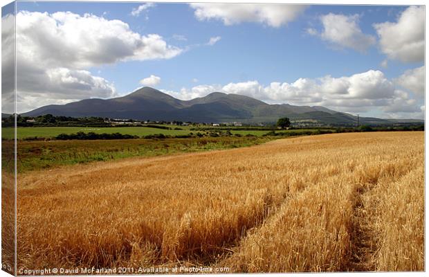 Harvest in the Mournes Canvas Print by David McFarland