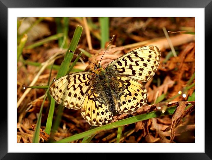 Rare Aberration Fritillary by JCstudios Framed Mounted Print by JC studios LRPS ARPS