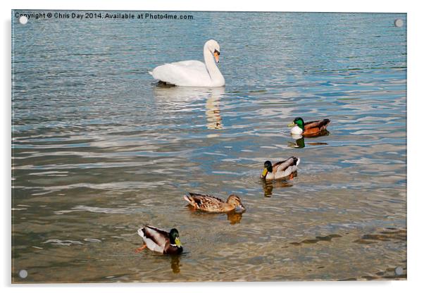 Mute Swan and Mallard Ducks Acrylic by Chris Day