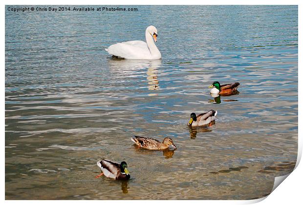 Mute Swan and Mallard Ducks Print by Chris Day