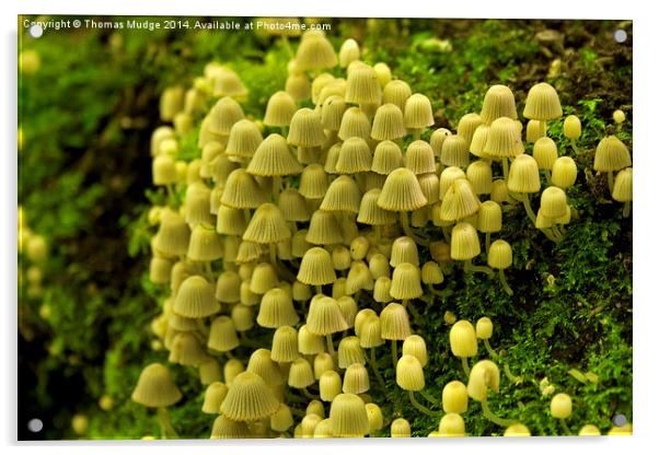 Wild Mushrooms Acrylic by Thomas Mudge