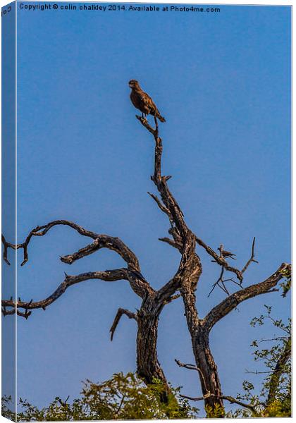 Brown Snake Eagle Canvas Print by colin chalkley