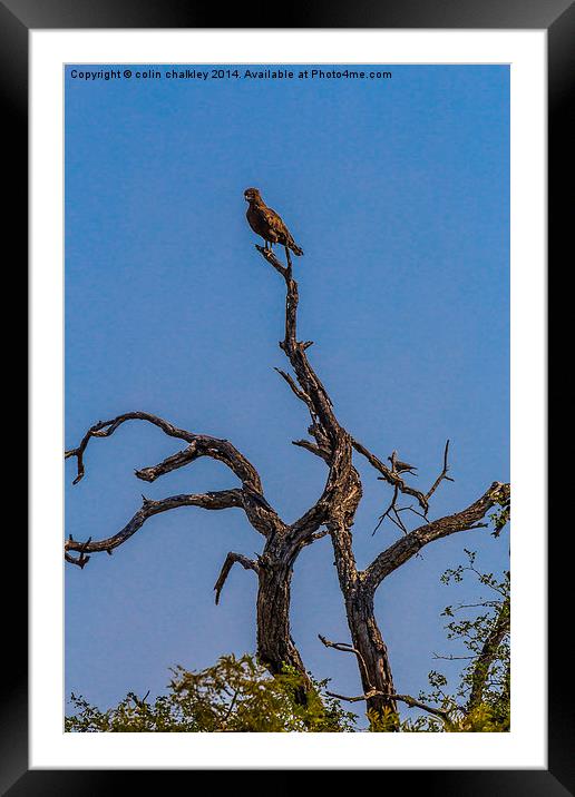 Brown Snake Eagle Framed Mounted Print by colin chalkley