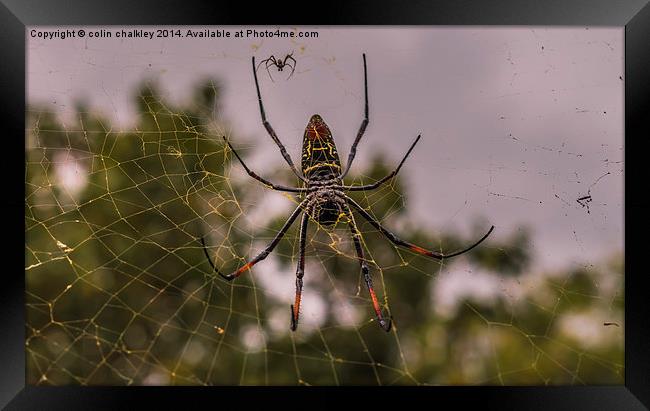 Pregnant Female Golden Orb Spider Framed Print by colin chalkley
