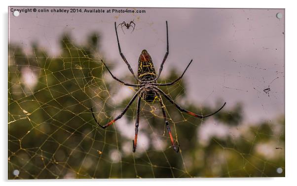Pregnant Female Golden Orb Spider Acrylic by colin chalkley