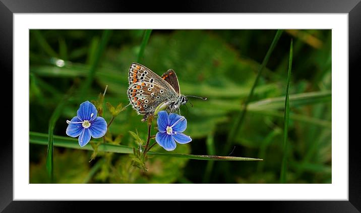 Brown Argus Framed Mounted Print by Lady Debra Bowers L.R.P.S