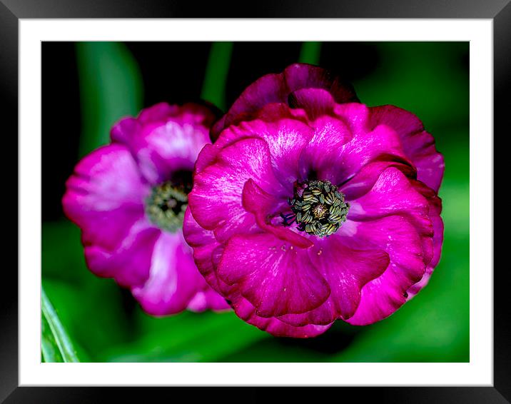 Poppies Framed Mounted Print by Keith Campbell