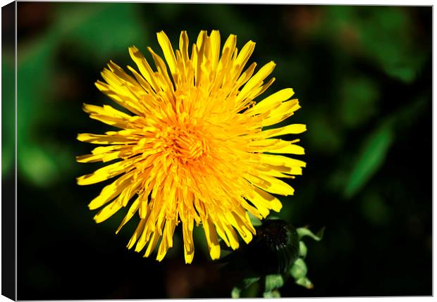 Common Dandelion Canvas Print by Chris Day