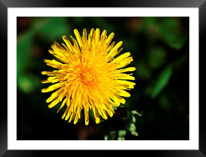 Common Dandelion Framed Mounted Print by Chris Day