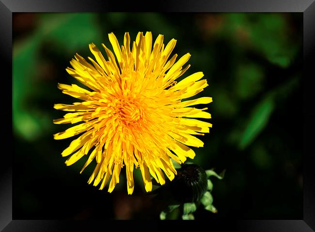 Common Dandelion Framed Print by Chris Day