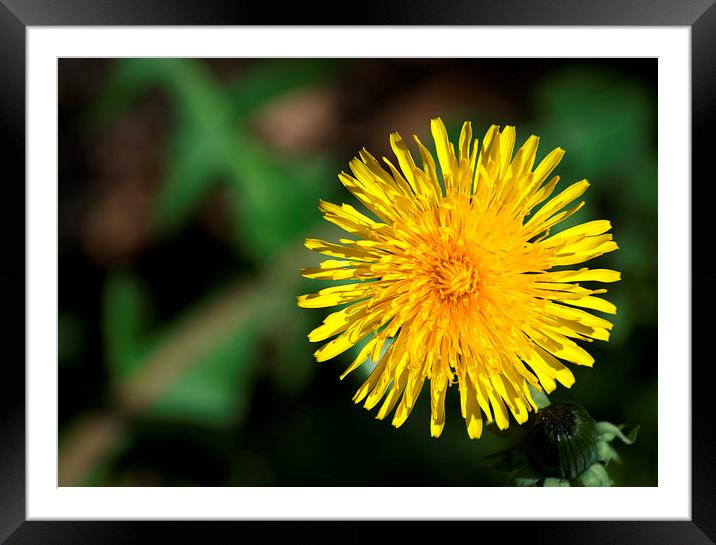 Dandelion Framed Mounted Print by Chris Day