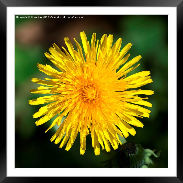 Dandelion Framed Mounted Print by Chris Day
