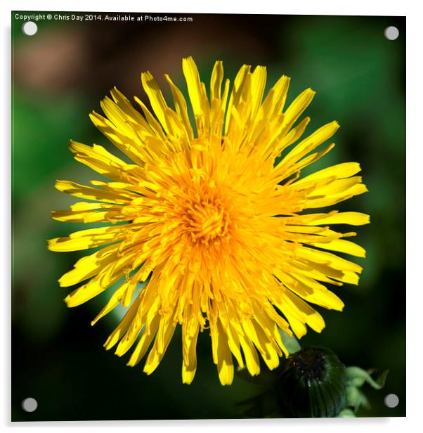 Dandelion Acrylic by Chris Day