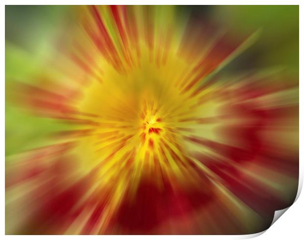 Flora Burst Abstract Print by Clive Eariss