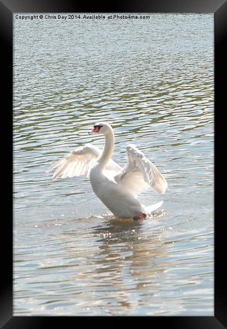 Mute Swan Framed Print by Chris Day