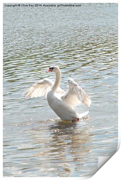 Mute Swan Print by Chris Day