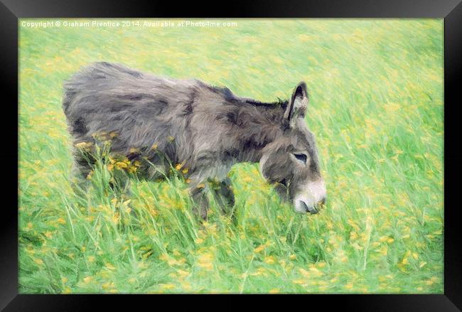 Donkey in Buttercup Field Framed Print by Graham Prentice