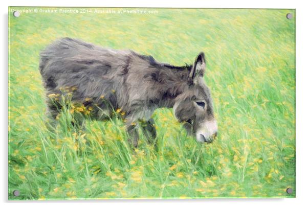 Donkey in Buttercup Field Acrylic by Graham Prentice