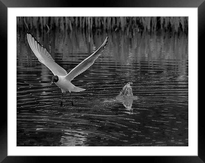Touch Down Framed Mounted Print by Tracy Hughes