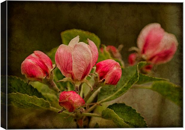 Radiant Apple Blossom Canvas Print by Robert Murray