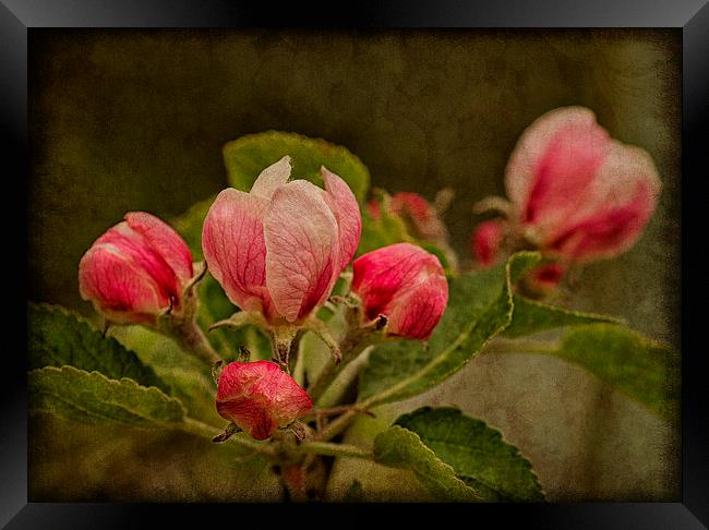 Radiant Apple Blossom Framed Print by Robert Murray