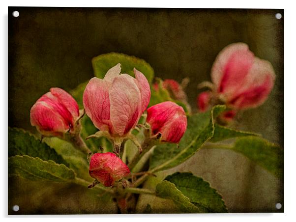 Radiant Apple Blossom Acrylic by Robert Murray