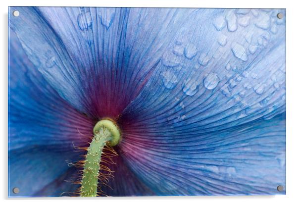 Majestic Blue Poppy. Acrylic by Robert Murray
