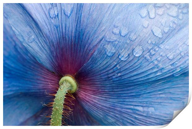 Majestic Blue Poppy. Print by Robert Murray